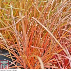 Grass Collection -Garden Central Sales Store GRAS T58571P D