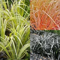 Grass Collection -Garden Central Sales Store GRAS T58571P NOW1