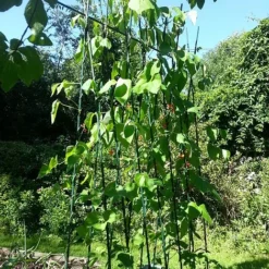 Easy Grow Runner Bean Frame & Climbing Plant Support Trellis - 0.75 X 1.2 X 2.4m H -Garden Central Sales Store GSK2156PIC2