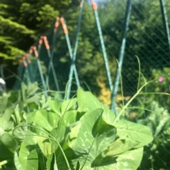 Easy Grow Pea Frame & Climbing Plant Support Trellis - 0.75 X 1.2 X 1m H -Garden Central Sales Store GSK2259HDPIC7