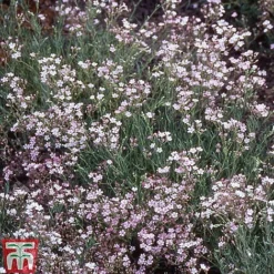 Bare Root Perennial Collection -Garden Central Sales Store GYPS 10524 A1