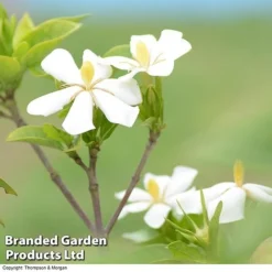 Gardenia Jasminoides 'Kleim's Hardy' -Garden Central Sales Store Gardenia kleim 3