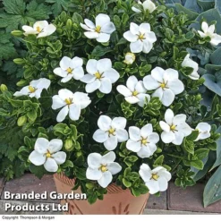 Gardenia Jasminoides 'Kleim's Hardy' -Garden Central Sales Store Gardenia kleim 4