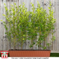 Griselinia Littoralis (Hedging) -Garden Central Sales Store Grisellinia ready