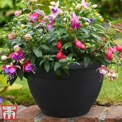 Fuchsia Trailing Pre-Planted Basket -Garden Central Sales Store HABA WKA9811 A1
