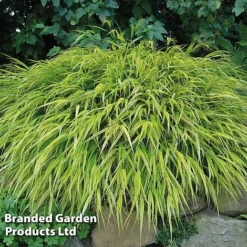 Summer Grass Trio -Garden Central Sales Store HAKO MACAUALBA S43308