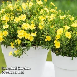 Halimium 'April Sun' -Garden Central Sales Store HALI APRILSUN S17150