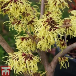 Hamamelis X Intermedia 'Pallida' -Garden Central Sales Store HAMA TKA1915 A