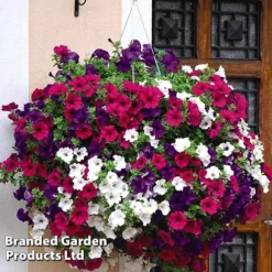 Hanging Basket Mixed Collection -Garden Central Sales Store HANG KC9913 B