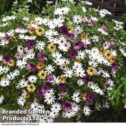 Hanging Basket Mixed Collection -Garden Central Sales Store HANG KC9913 C