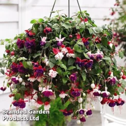 Hanging Basket Mixed Collection -Garden Central Sales Store HANG KC9913 D