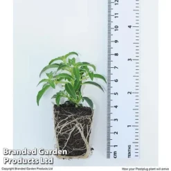 Hanging Basket Mixed Collection -Garden Central Sales Store HANG KC9913 H