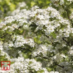 Hawthorn (Hedging) -Garden Central Sales Store HAWT T70270 C