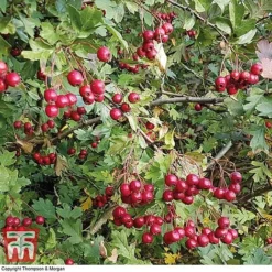 Hawthorn (Hedging) -Garden Central Sales Store HAWT T70270 D