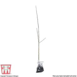 Hawthorn (Hedging) -Garden Central Sales Store HAWT T70270 E