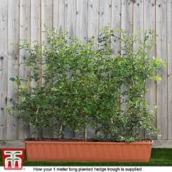 Hawthorn (Hedging) -Garden Central Sales Store HAWT T70270 F