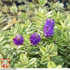 Hebe 'Silver Queen' -Garden Central Sales Store HEBE 8028 A1