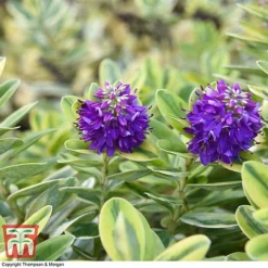 Hebe 'Silver Queen' -Garden Central Sales Store HEBE 8028 A2