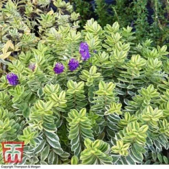 Hebe 'Silver Queen' -Garden Central Sales Store HEBE 8028 A3