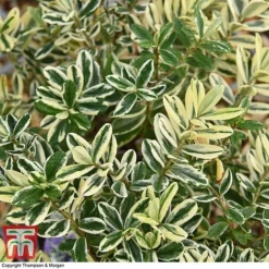 Hebe 'Silver Queen' -Garden Central Sales Store HEBE T28594 A1