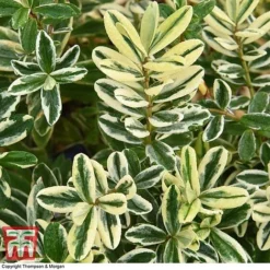 Hebe 'Silver Queen' -Garden Central Sales Store HEBE T28595 A1