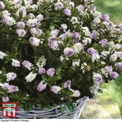 Hebe 'High Voltage' -Garden Central Sales Store HEBE T71349 C