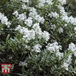 Hebe Pinguifolia 'Pagei'