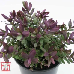 Hebe 'Super Red' -Garden Central Sales Store HEBE TKA0891 C