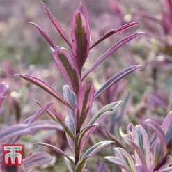 Hebe 'Heartbreaker' -Garden Central Sales Store HEBE W57814 C