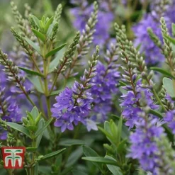 Hebe 'Garden Beauty Blue' -Garden Central Sales Store HEBE WKB5063 B
