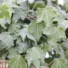 Hedera Helix 'Green Ripple'