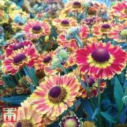 Helenium Collection -Garden Central Sales Store HELE TKA1032 C