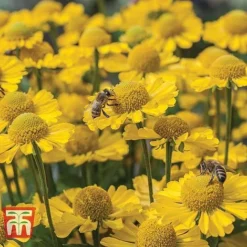 Helenium Collection -Garden Central Sales Store HELE TKA1032 D