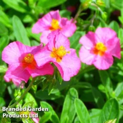 Helianthemum Ben Hope -Garden Central Sales Store HELI 64196 C