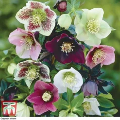 Hellebore X Hybridus 'Mixed' -Garden Central Sales Store HELL 10530 A