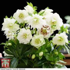 Hellebore 'Double Ellen White' -Garden Central Sales Store HELL KB3459 D