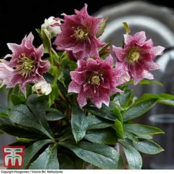 Hellebore 'Hello Amber' -Garden Central Sales Store HELL KB3461 D
