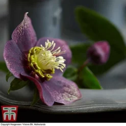 Hellebore 'Hello Ruby' -Garden Central Sales Store HELL KB3465 C