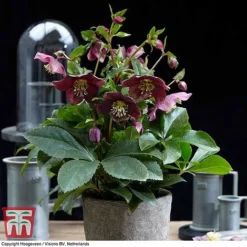 Hellebore 'Hello Ruby' -Garden Central Sales Store HELL KB3465 D