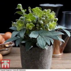 Hellebore 'Silver Dollar' -Garden Central Sales Store HELL KB3467 C