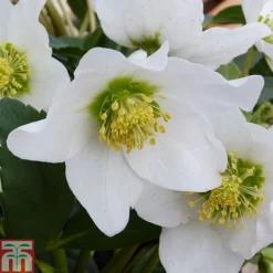 Hellebore Niger Bare Root Plants -Garden Central Sales Store HELL T14192 A