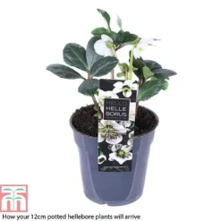 Hellebore 'Christmas Carol' -Garden Central Sales Store HELL T77239 B