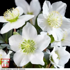 Hellebore 'Christmas Carol' -Garden Central Sales Store HELL T77239 C