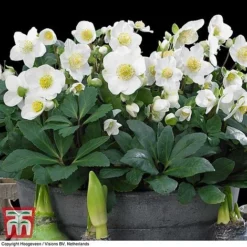 Hellebore 'Christmas Carol' -Garden Central Sales Store HELL T77239 D