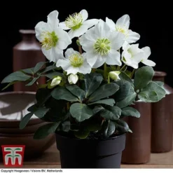 Hellebore 'Christmas Carol' -Garden Central Sales Store HELL T77239 E