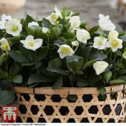 Hellebore 'Christmas Carol' -Garden Central Sales Store HELL T77239 F