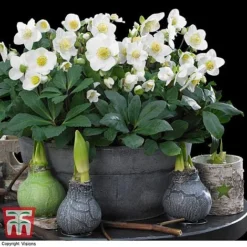 Hellebore 'Christmas Carol' - Gift -Garden Central Sales Store HELL WGKB7088 A