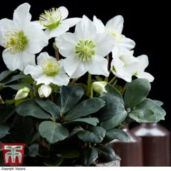 Hellebore 'Christmas Carol' - Gift