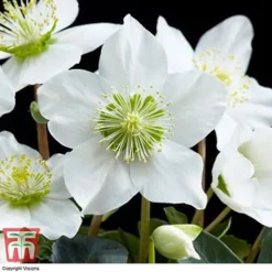 Hellebore 'Christmas Carol' - Gift -Garden Central Sales Store HELL WGKB7088 E