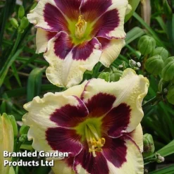 Hemerocallis Fringed Collection -Garden Central Sales Store HEME CELEBANGE S413321